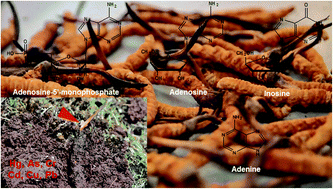 Graphical abstract: Quality evaluation of natural Cordyceps sinensis from different collecting places in China by the contents of nucleosides and heavy metals