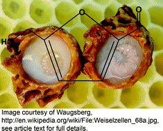 Graphical abstract: Determination of 5-hydroxymethyl-2-furaldehyde in royal jelly by a rapid reversed phase HPLC method