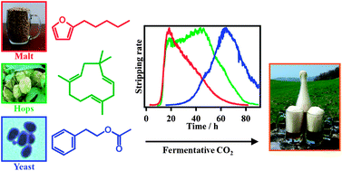 Graphical abstract: Stripping of aroma compounds during beer fermentation monitored in real-time using an automatic cryotrapping sampling system and fast gas chromatography/mass spectrometry