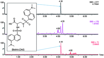 Graphical abstract: Development and in-house validation of a method for quantification of BMAA in mussels using dansyl chloride derivatization and ultra performance liquid chromatography tandem mass spectrometry