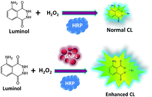 Graphical abstract: Gold nanoparticles enhanced chemiluminescence – a novel approach for sensitive determination of aflatoxin-B1