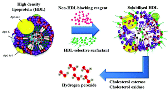 Graphical abstract: The evolution of selective analyses of HDL and LDL cholesterol in clinical and point of care testing