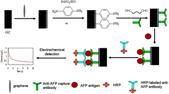 Graphical abstract: A sensitive electrochemical immunosensor for alpha-fetoprotein based on covalently incorporating a bio-recognition element onto a graphene modified electrode via diazonium chemistry