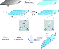 Graphical abstract: A complex imprinted polymer membrane combined with solid phase fluorescence detection for selective analysis of l-phenylalanine in water-abundant samples