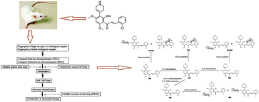 Graphical abstract: Metabolite profiling and identification of L41, a novel cyclin-dependent kinase 1 inhibitor, in rat plasma and urine by liquid chromatography–tandem mass spectrometry