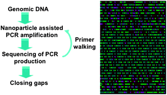 Graphical abstract: Gold nanoparticle-assisted primer walking for closing the human chromosomal gap