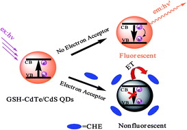 Graphical abstract: A sensitive assay of chelerythrine using a fluorescence quenching approach with glutathione capped CdTe/CdS quantum dots as a probe