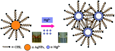 Graphical abstract: A novel colorimetric probe for highly selective recognition of Hg2+ ions in aqueous media based on inducing the aggregation of CPB-capped AgNPs: accelerating direct detection for environmental analysis