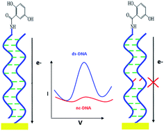 Graphical abstract: Preparation of a new electrochemical biosensor for single base mismatch detection in DNA