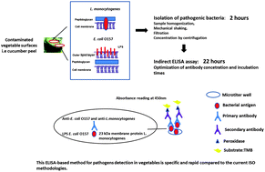 Graphical abstract: Development and optimization of an ELISA based method to detect Listeria monocytogenes and Escherichia coli O157 in fresh vegetables