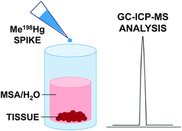 Graphical abstract: Acid extraction for the determination of methyl mercury in biotissues by isotope dilution gas chromatography inductively coupled plasma-mass spectrometry