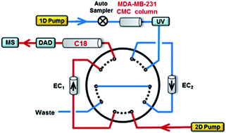 Graphical abstract: An online coupled breast cancer cell membrane chromatography with HPLC/MS for screening active compounds from Fructus evodiae