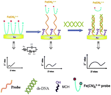 Graphical abstract: Label-free electrochemical impedance biosensor for sequence-specific recognition of double-stranded DNA