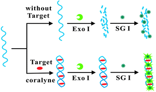 Graphical abstract: A label-free and sensitive fluorescence strategy for screening ligands binding to poly(dA) based on exonuclease I-assisted background noise reduction