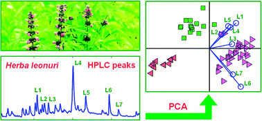 Graphical abstract: A high-performance liquid chromatography method for quality control of complex substances: analysis of marker alkaloids and flavonoids of the herb Herba leonuri (Yimucao)