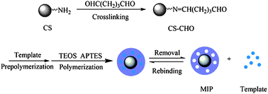 Graphical abstract: Synthesis of modified chitosan-based molecularly imprinted polymers for adsorptive protein separation