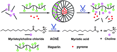 Graphical abstract: Label-free fluorometric assay for acetylcholinesterase and inhibitor screening based on supramolecular assemblies