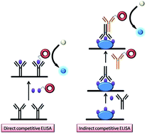 Graphical abstract: Development and comparison of two competitive ELISAs for the detection of bisphenol A in human urine