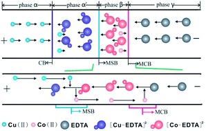 Graphical abstract: Quantitative investigation on the stacking of metal ions induced by another metal ion based on moving substitution boundary electrophoresis