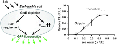 Graphical abstract: A bacterial salt sensor created by multiplying phenotypes of GroE-depleted Escherichia coli