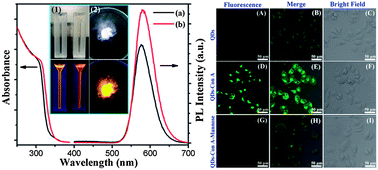 Graphical abstract: Highly luminescent glutathione-capped ZnS : Mn/ZnS core/shell doped quantum dots for targeted mannosyl groups expression on the cell surface