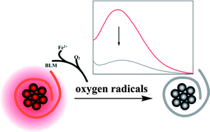 Graphical abstract: DNA-templated silver nanoclusters as label-free fluorescent probes for detection of bleomycin