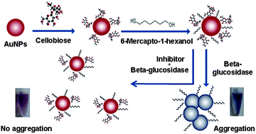 Graphical abstract: Colorimetric screening of β-glucosidase inhibition based on gold nanocomposites