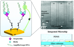 Graphical abstract: Screening and electrochemical detection of an antibiotic producing gene in bacteria on an integrated microchip