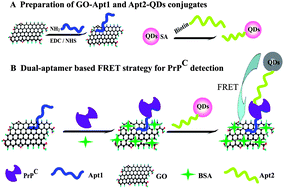 Graphical abstract: Dual-aptamer-based sensitive and selective detection of prion protein through the fluorescence resonance energy transfer between quantum dots and graphene oxide