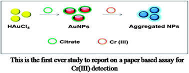 Graphical abstract: Simple colorimetric detection of Cr(iii) in aqueous solutions by as synthesized citrate capped gold nanoparticles and development of a paper based assay