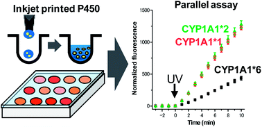 Graphical abstract: Parallel assay of inkjet-printed cytochrome P450