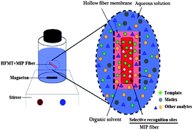Graphical abstract: Hollow-fiber membrane tube embedded with a molecularly imprinted monolithic bar for the microextraction of triazine pesticides