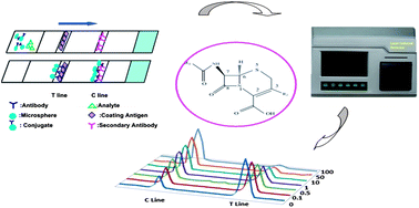 Graphical abstract: A novel microsphere-based fluorescence immunochromatographic assay for monitoring cefalexin residues in plasma, milk, muscle and liver