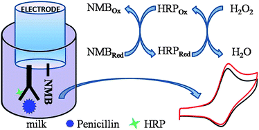 Graphical abstract: Amperometric immunosensor based on covalent immobilization of new methylene blue and penicillin polyclonal antibody for determination of penicillin G in milk