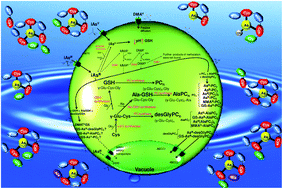 Graphical abstract: Enhanced determination of As–phytochelatin complexes in Chlorella vulgaris using focused sonication for extraction of water-soluble species