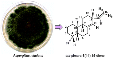 Graphical abstract: Isolation and purification of ent-pimara-8(14),15-diene from engineered Aspergillus nidulans by accelerated solvent extraction combined with HPLC