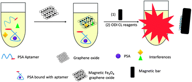 Graphical abstract: Role of magnetic Fe3O4 graphene oxide in chemiluminescent aptasensors capable of sensing tumor markers in human serum