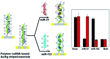 Graphical abstract: Multiplexed miRNA detection using cationic polythiophene