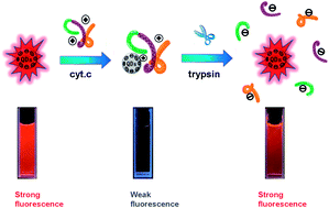 Graphical abstract: Label-free and real-time monitoring of trypsin activity in living cells by quantum-dot-based fluorescent sensors