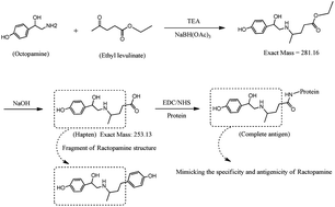 Graphical abstract: Fragment-based hapten design and screening of a highly sensitive and specific monoclonal antibody for ractopamine