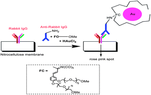 Graphical abstract: Fischer carbene complex with hydrophilic OEG-tentacles decorates antibody surface with in situ generated gold nanoparticles for rapid, sensitive, visual detection of proteins