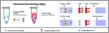 Graphical abstract: Colorimetric detection of mercury based on a strip sensor