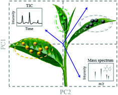 Graphical abstract: In quest for chemomarkers to classify Taiwanese teas