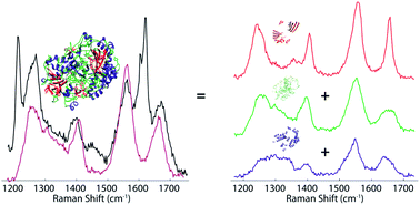 Graphical abstract: Quantification of protein secondary structure content by multivariate analysis of deep-ultraviolet resonance Raman and circular dichroism spectroscopies