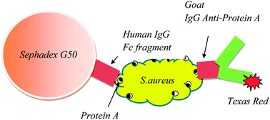 Graphical abstract: Rapid biosensing of Staphylococcus aureus bacteria in milk