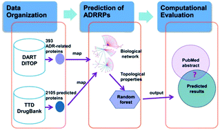 Graphical abstract: Predicting putative adverse drug reaction related proteins based on network topological properties