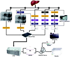 Graphical abstract: Multiple technical routes to obtain a proteomics expression profile of French liver samples