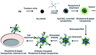 Graphical abstract: Facile functionalization of Ag@SiO2 core–shell metal enhanced fluorescence nanoparticles for cell labeling