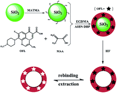 Graphical abstract: Preparation of hollow molecular imprinting polymer for determination of ofloxacin in milk