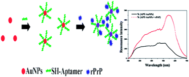 Graphical abstract: An aptamer-functionalized gold nanoparticle biosensor for the detection of prion protein